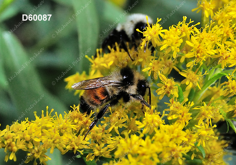 Tricolored Bumble Bee (Bombus ternaries)